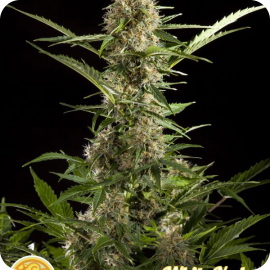 White Yoda Auto by Philosopher Seeds