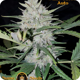 White Cheese Auto by Sumo Seeds