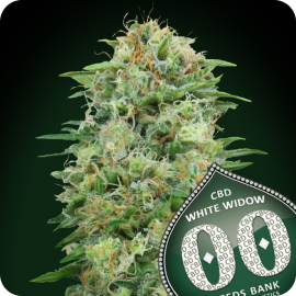 White Widow CBD by 00 Seeds