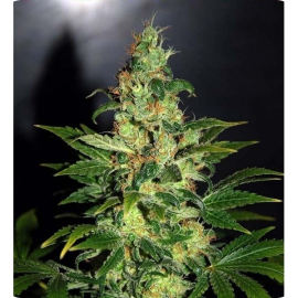 Chronic Haze by World of Seeds / Chronic Haze od World of Seeds